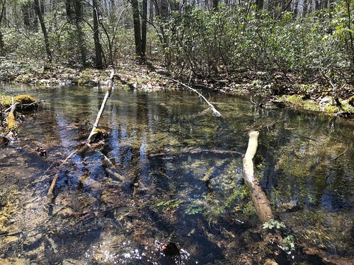 Vernal Pool BE