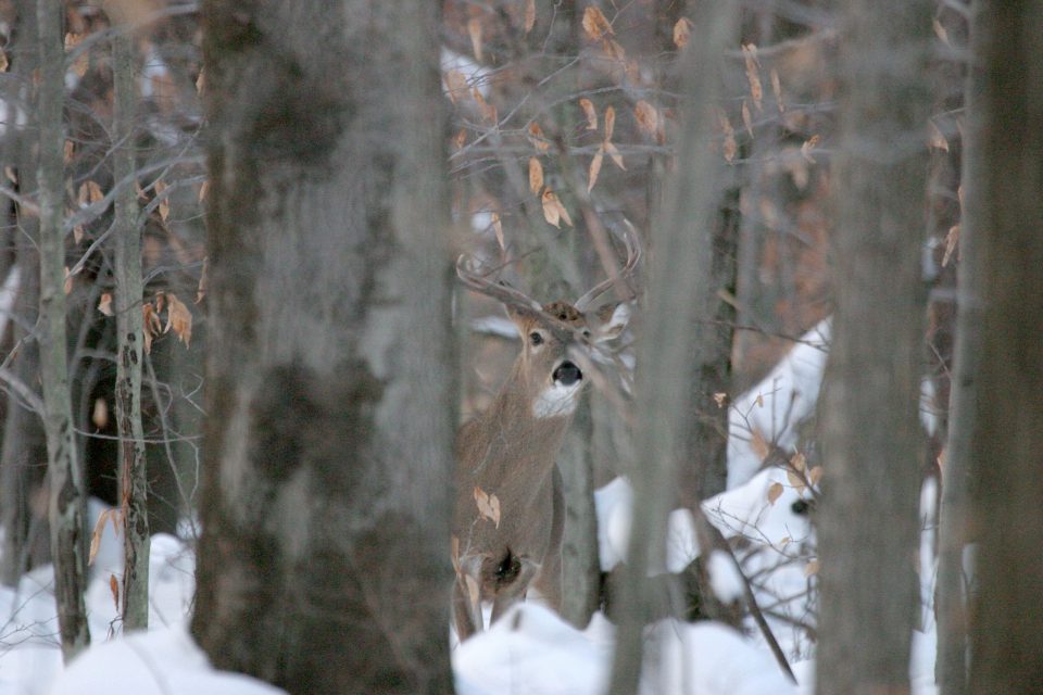 PSU Deer Study