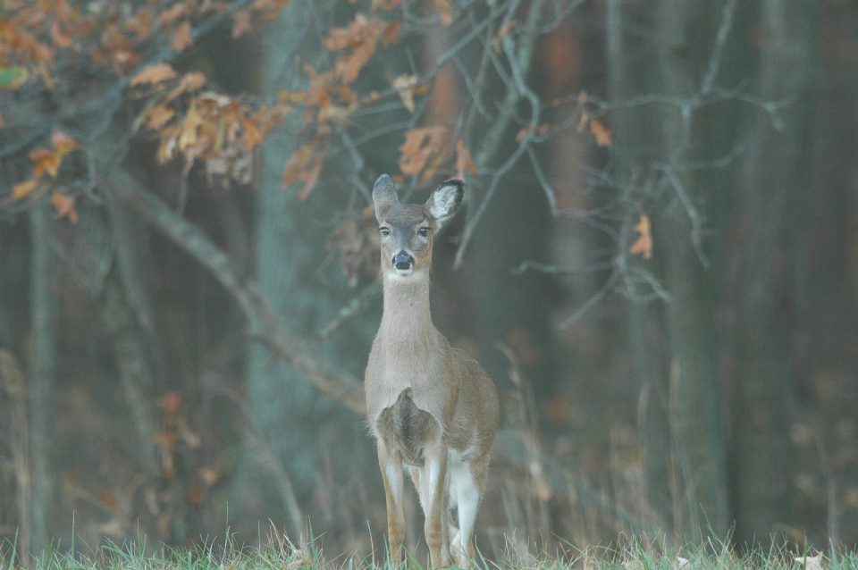 PSU Deer Study