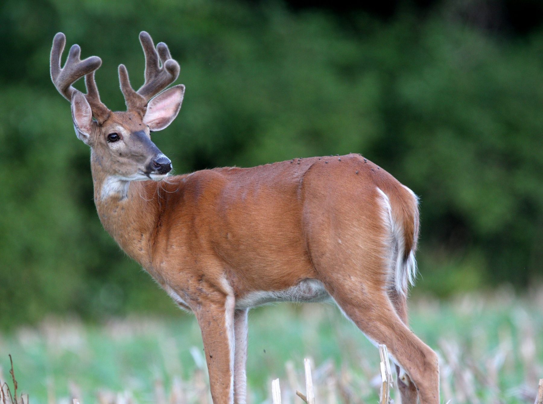 Penn State DeerForest Study
