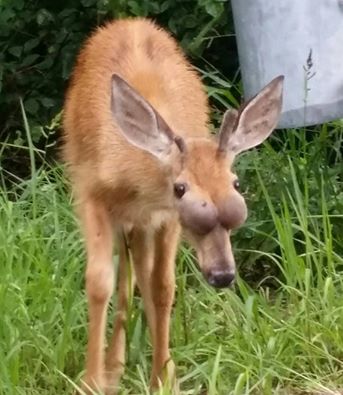 PSU Deer Study