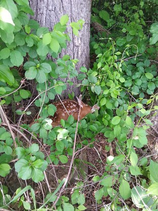 fawn laying at base of tree with green shrubby branches around it