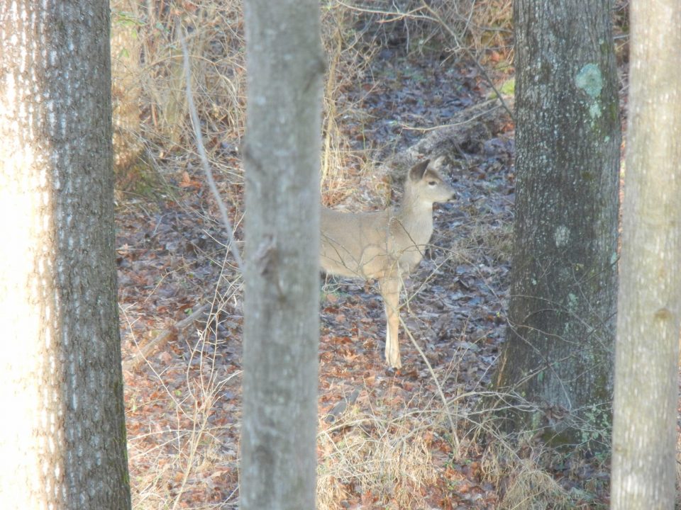 PSU Deer Study