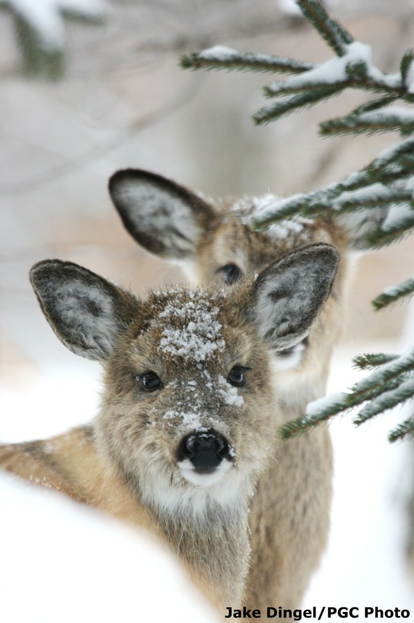 PSU Deer Study