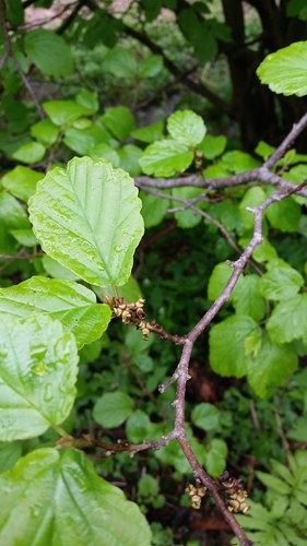 witchhazel