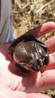 inflated wood frog