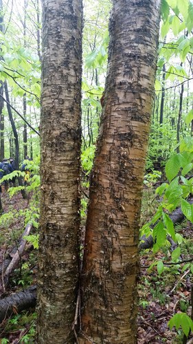 yellow birch