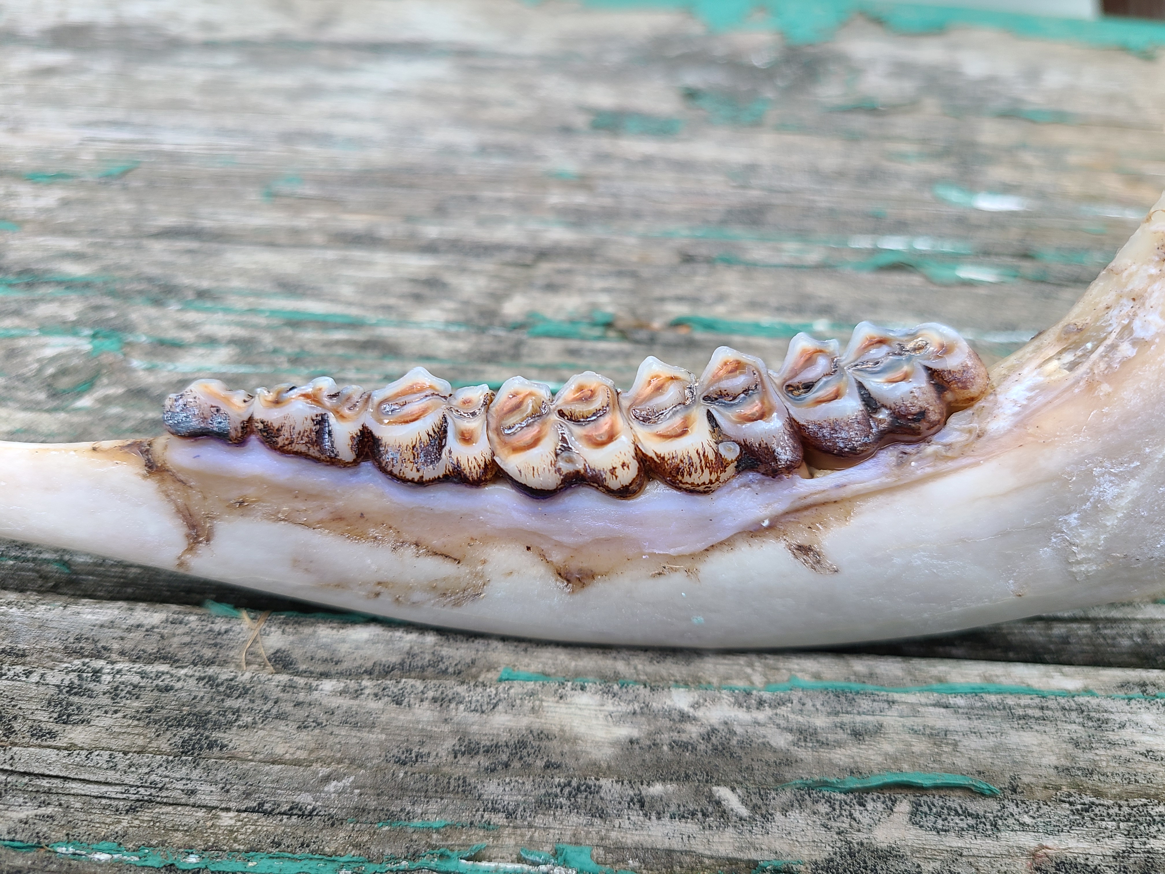 skinned lower deer jaw sideview showing much wear on teeth