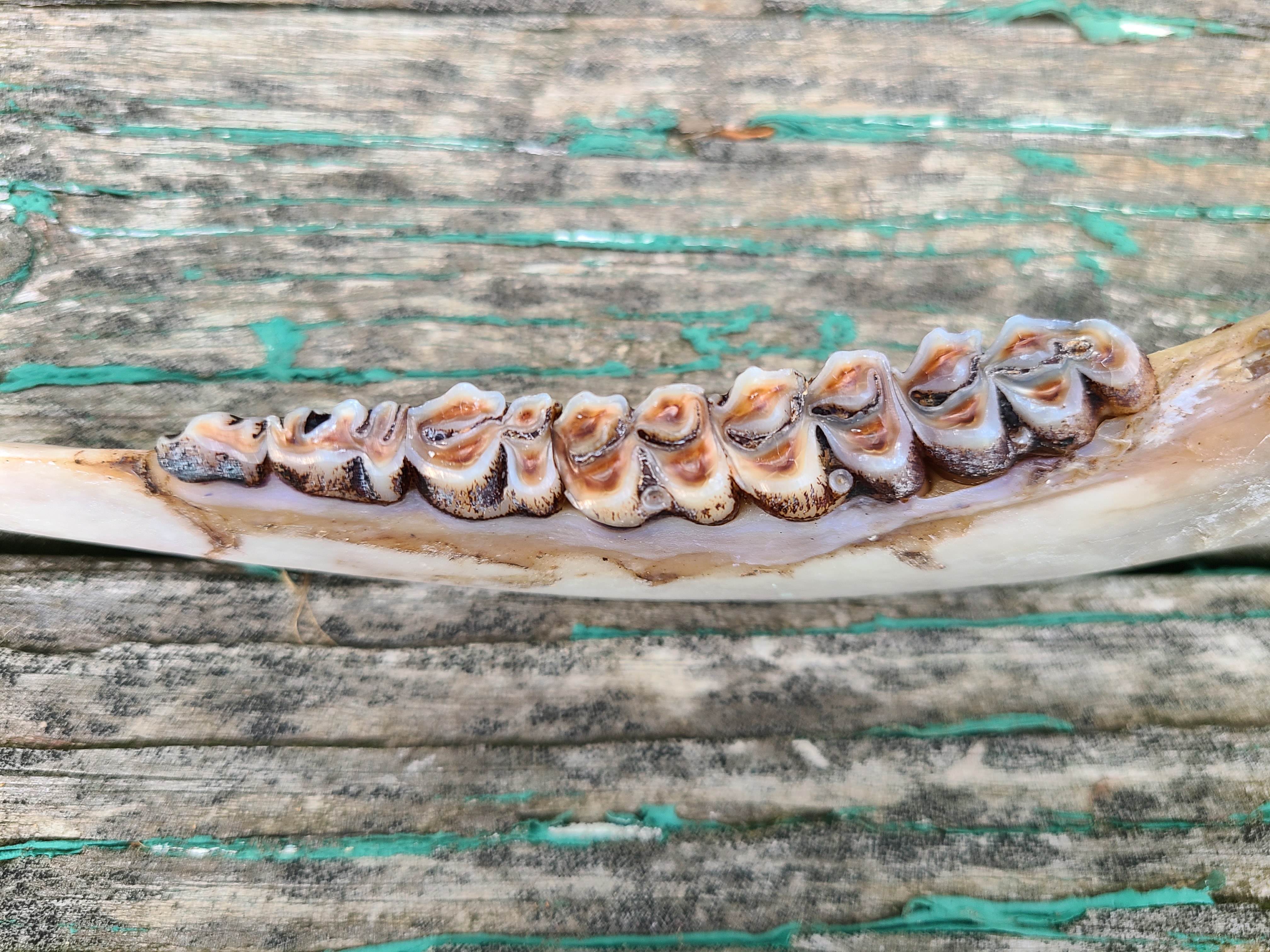 Skinned lower deer jaw top view showing much wear