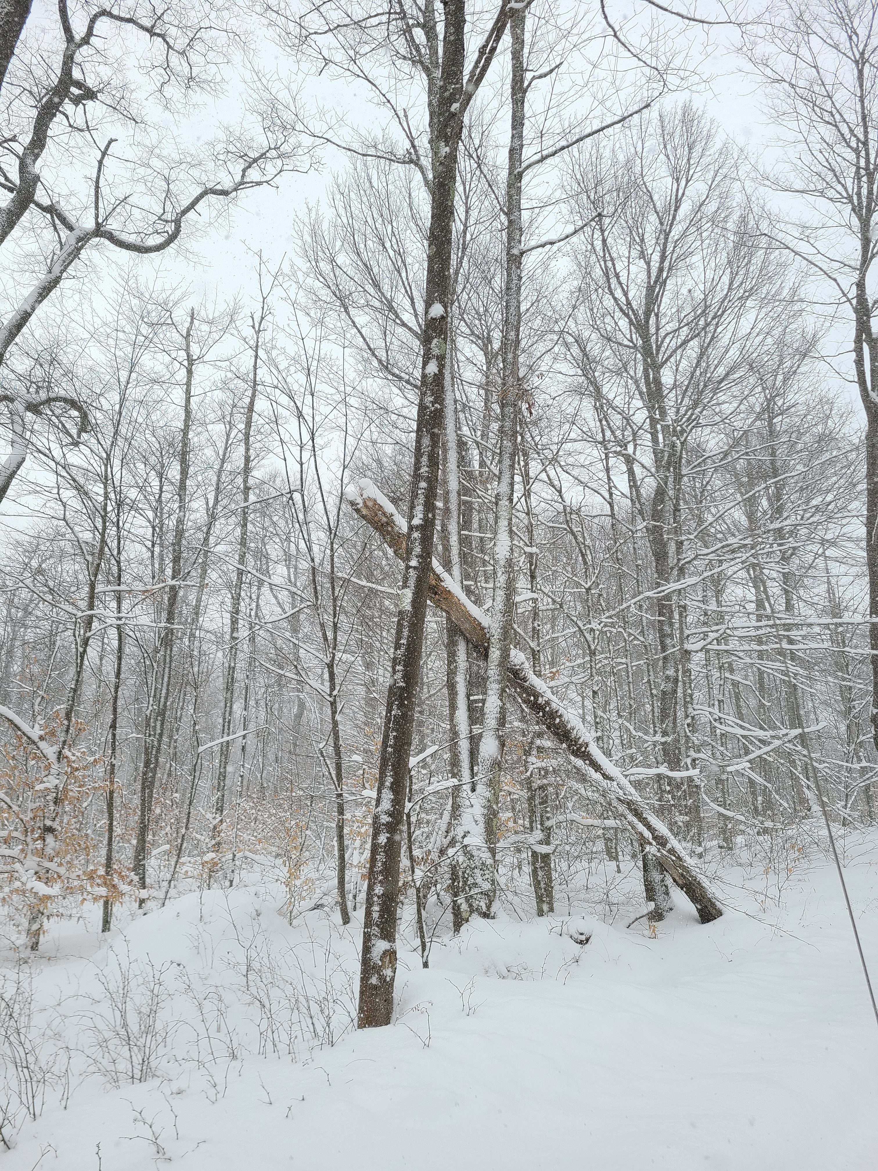 after winter storm with snow stuck to trees in forest