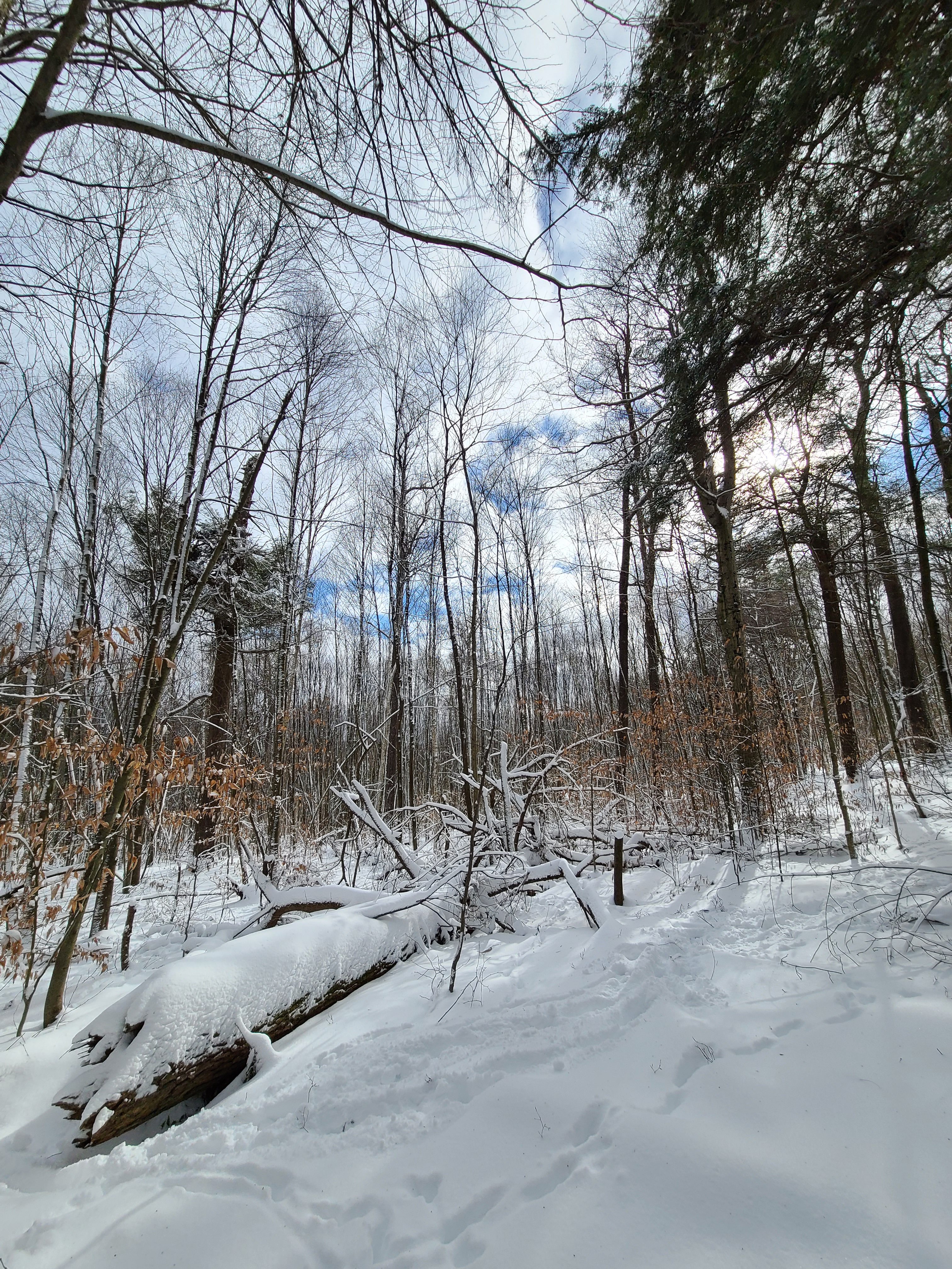 winter in the forest; snow on ground with trees and blue sky