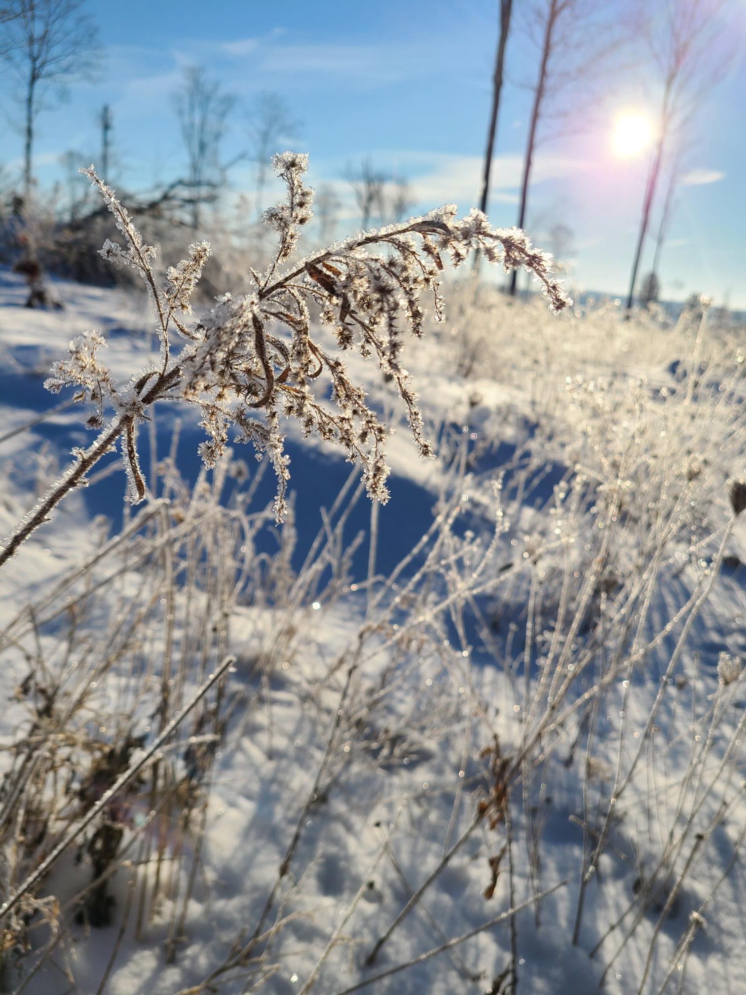 frost covered grass in the sunshine against snow