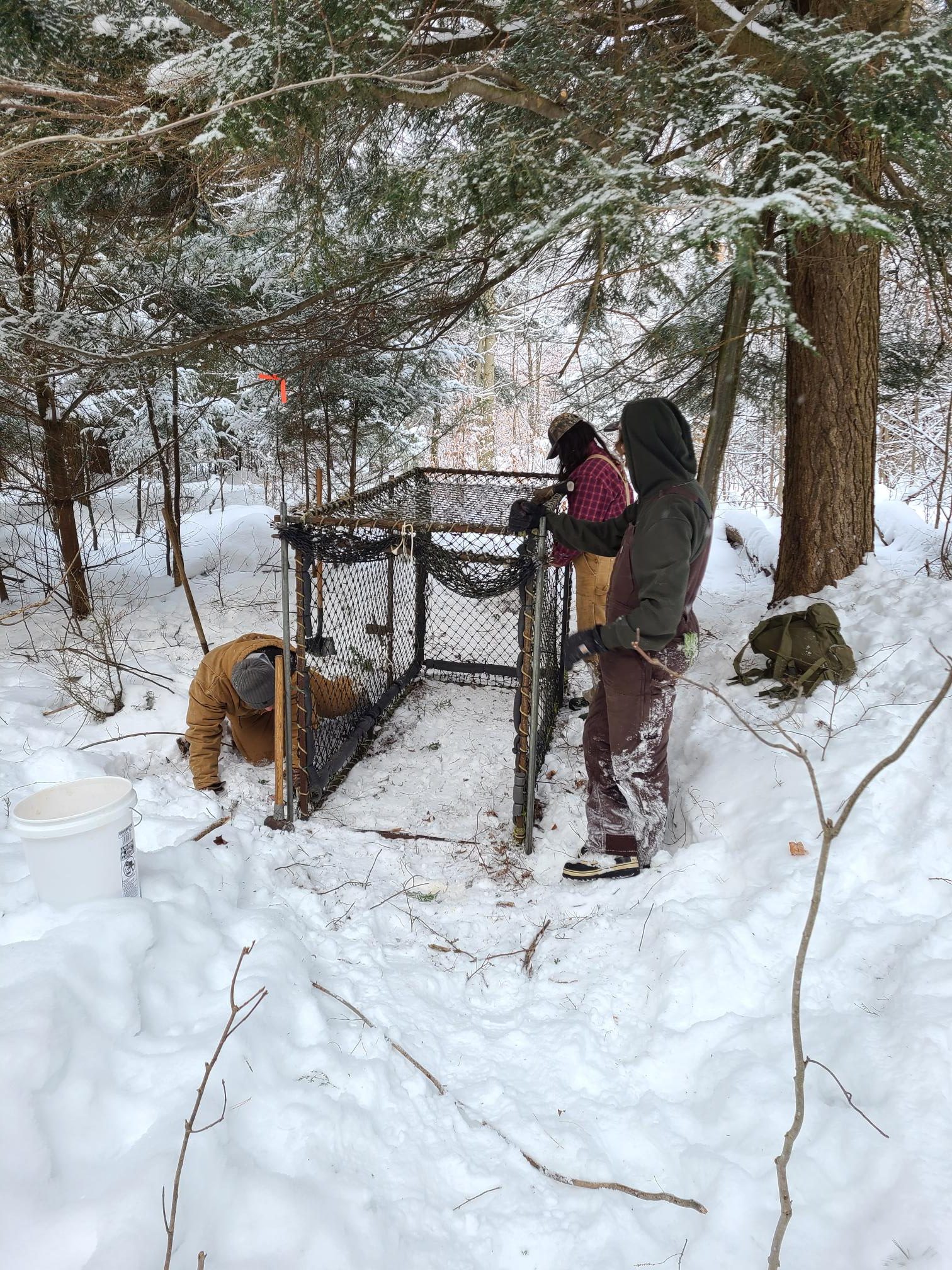 staking down a Clover trap in the snow under a pine tree