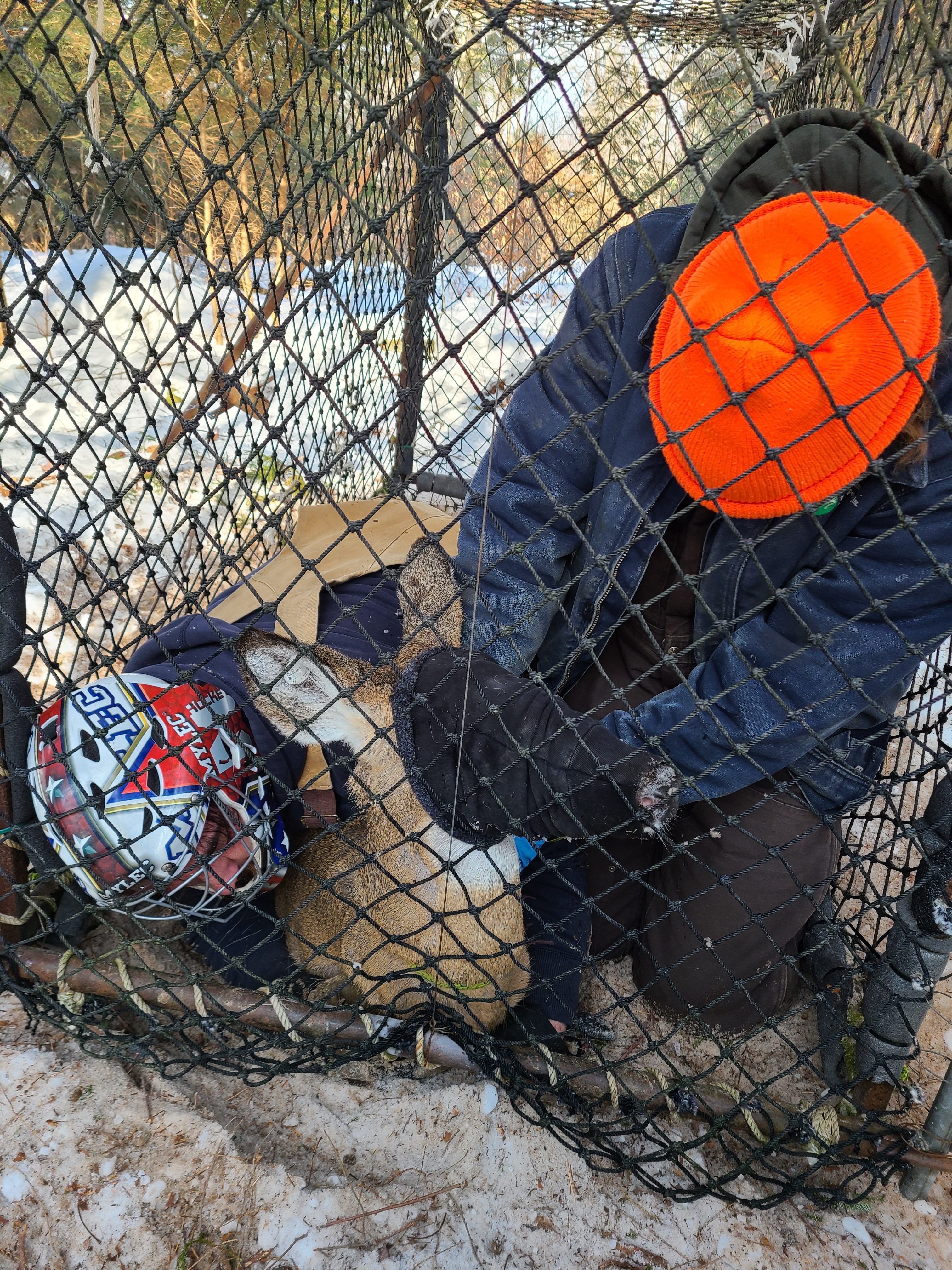 deer in Clover trap being held by 2 technicians 