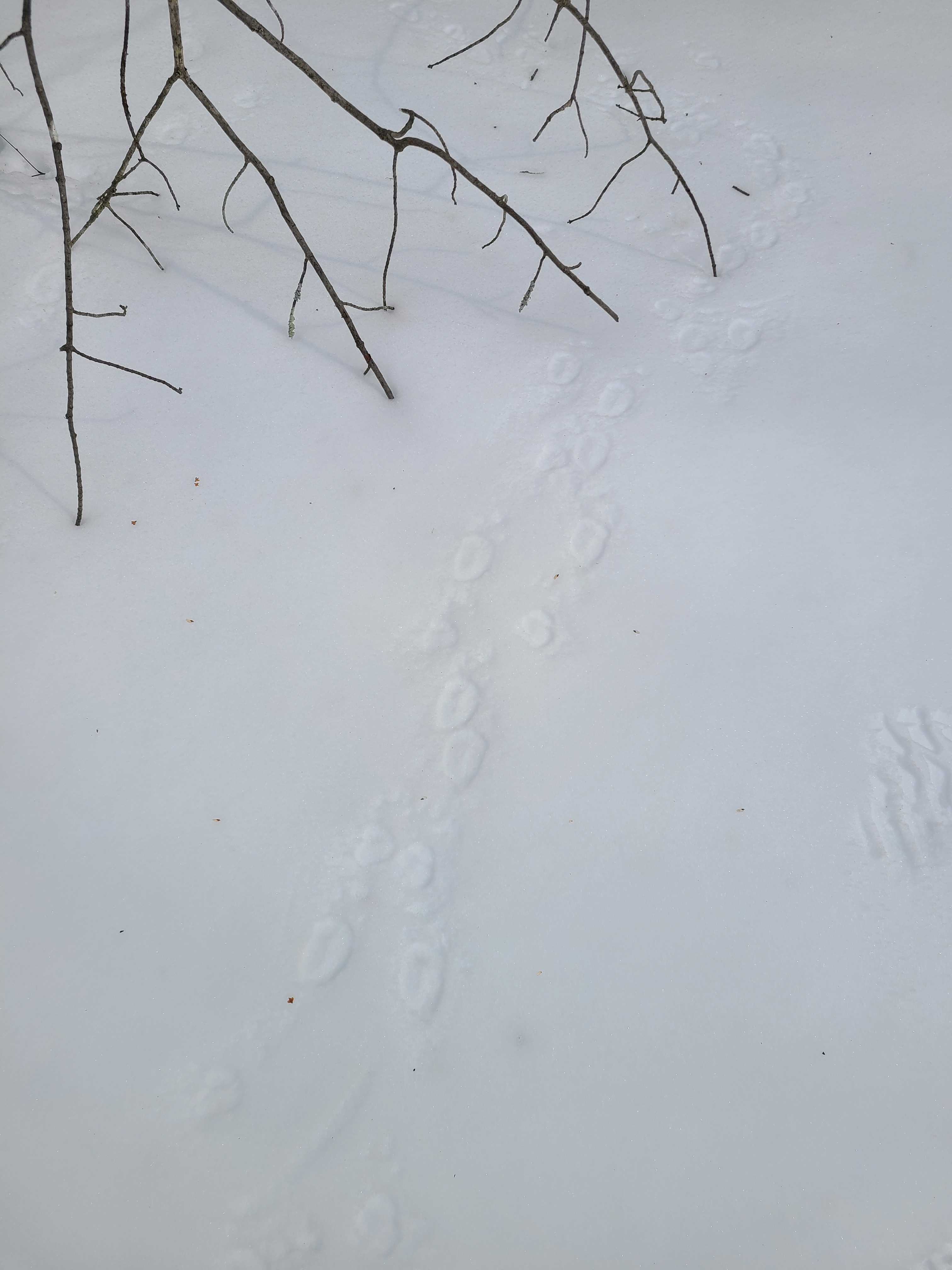 porcupine track in the snow