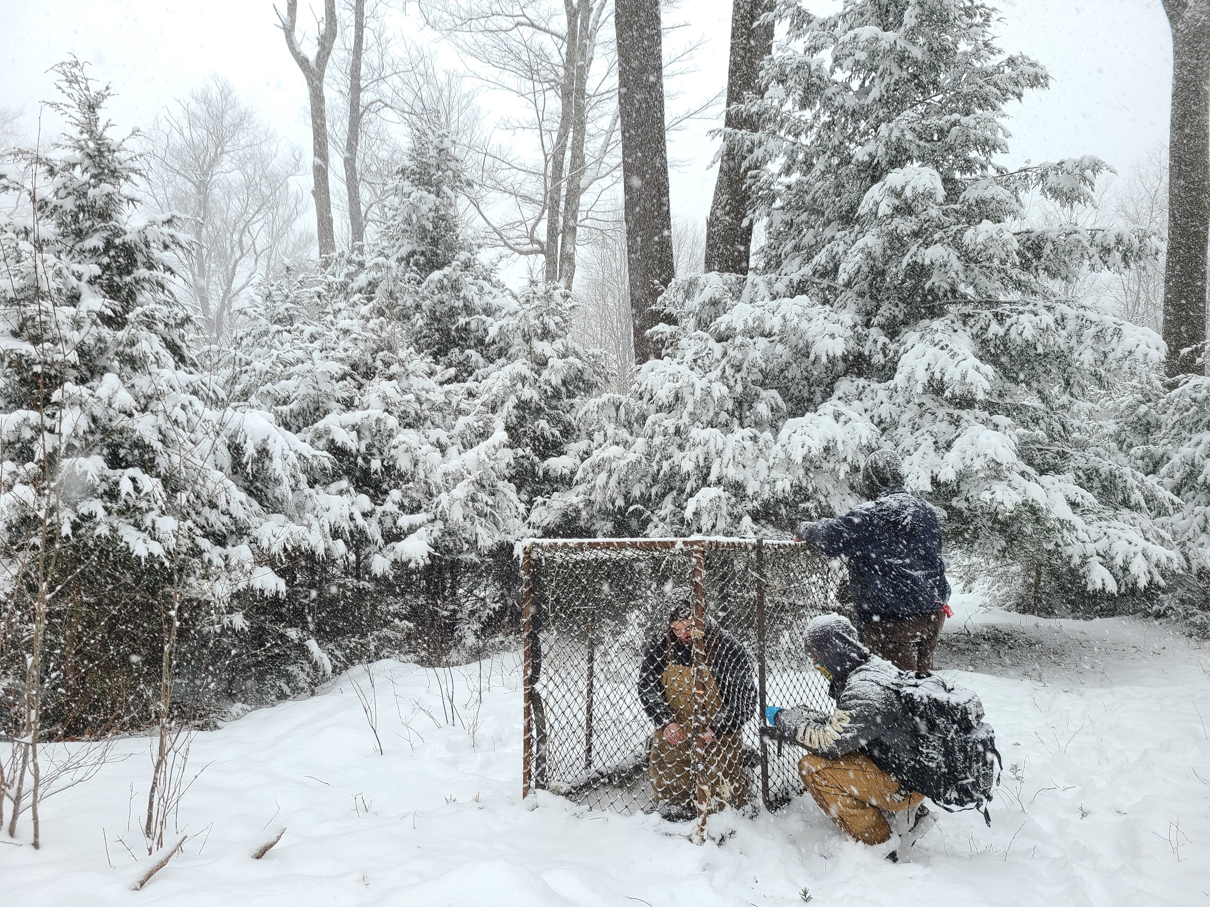 Clover trap with deer being processed in snow