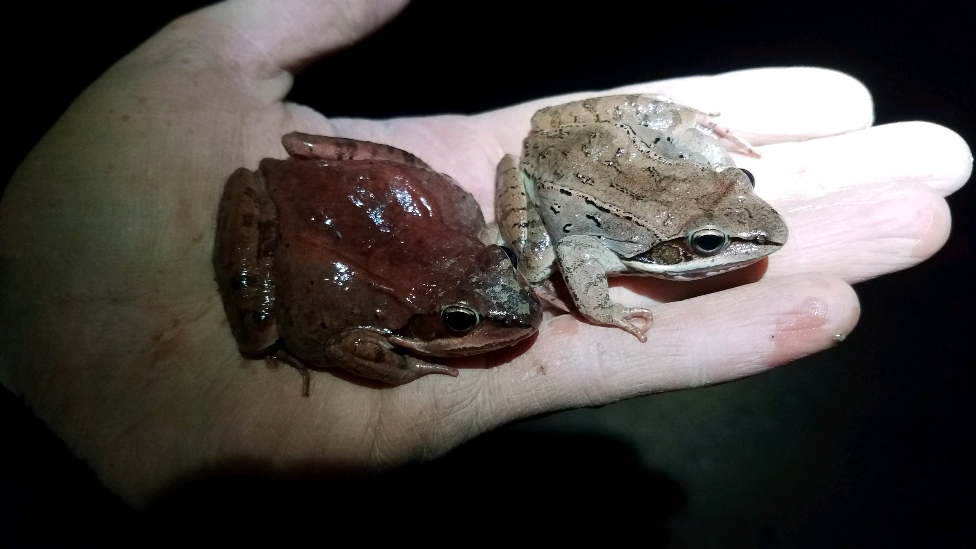 spring frogs held in hand