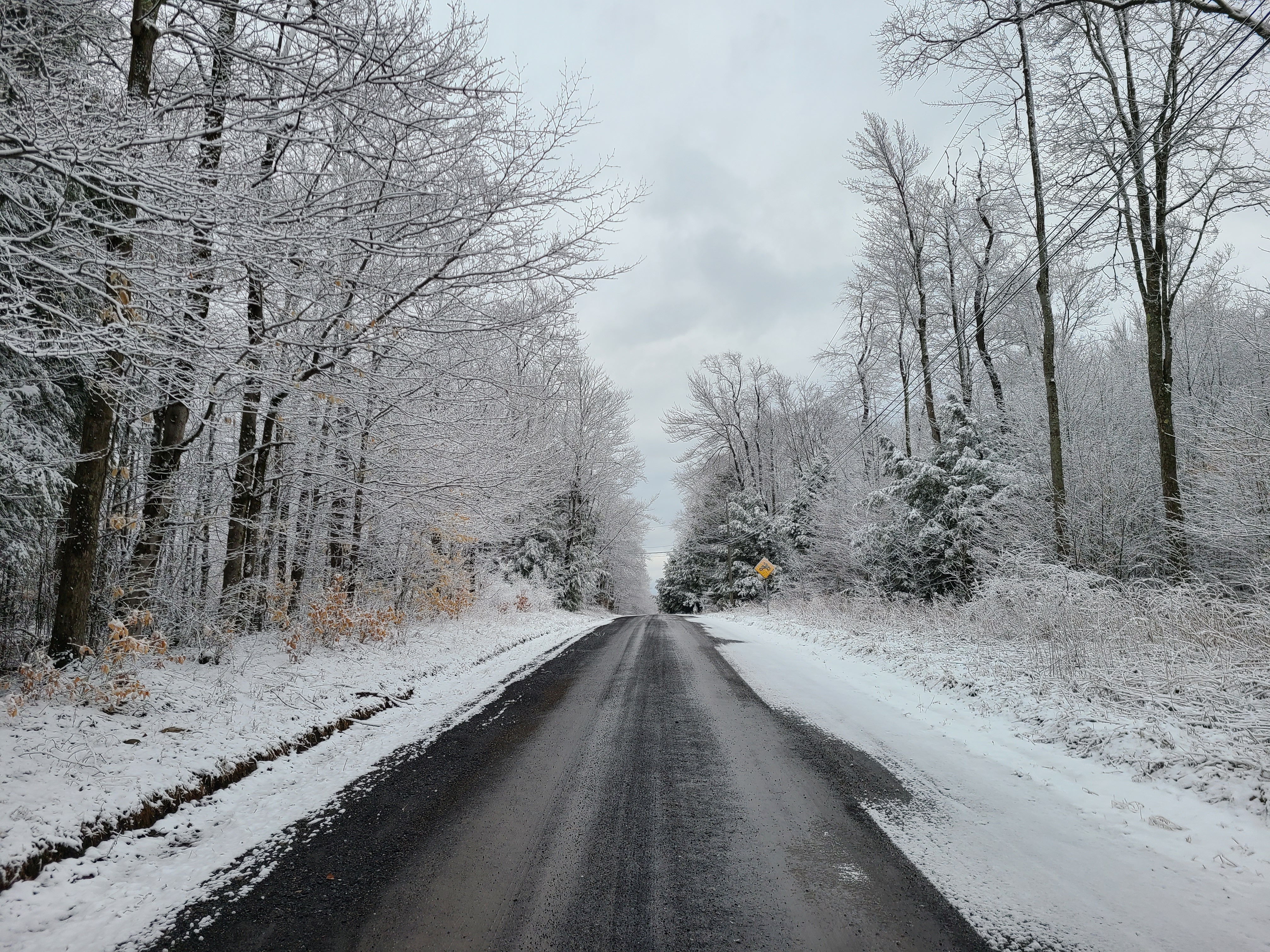 snow covered forest road