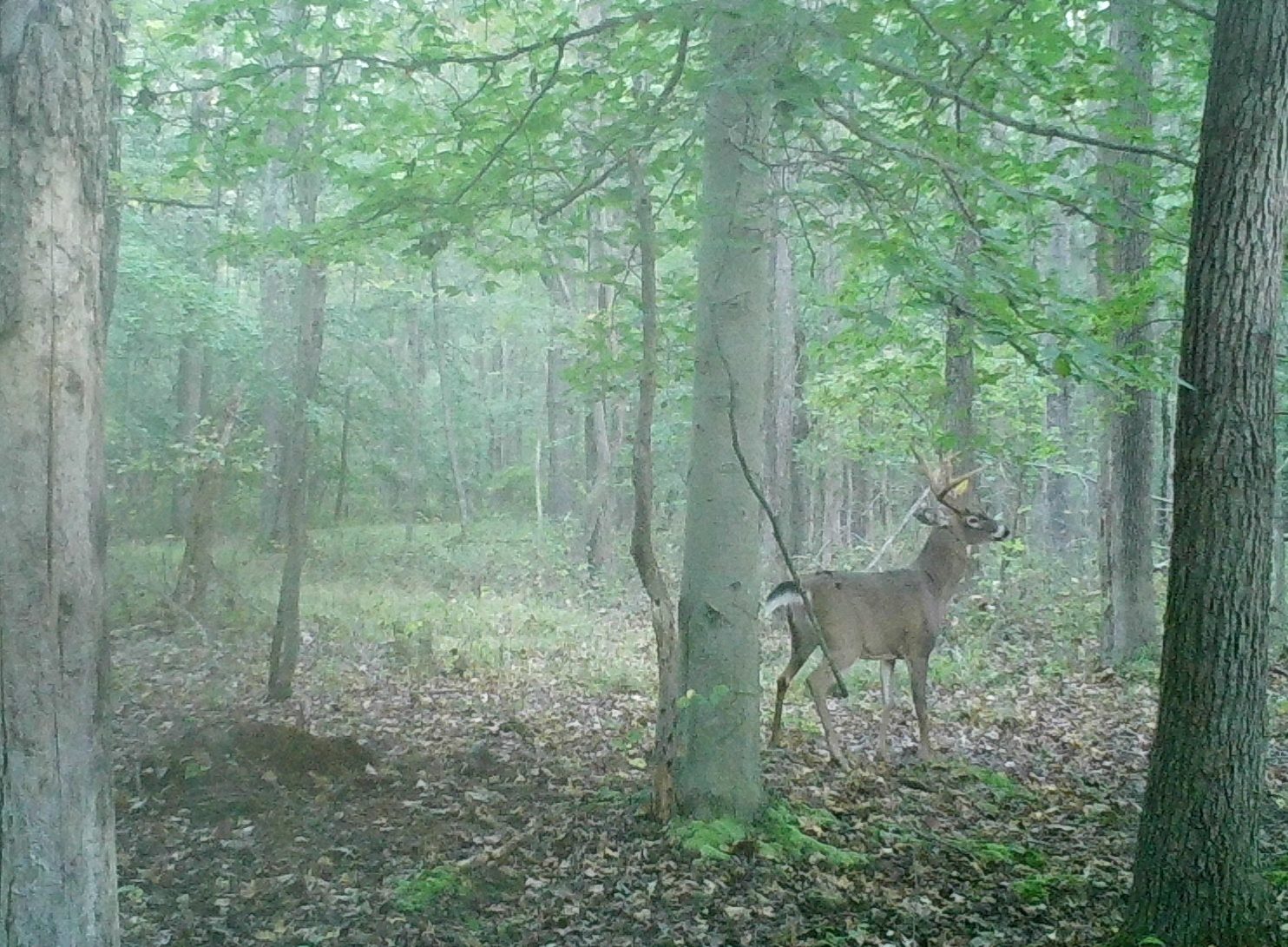 Buck standing in the woods