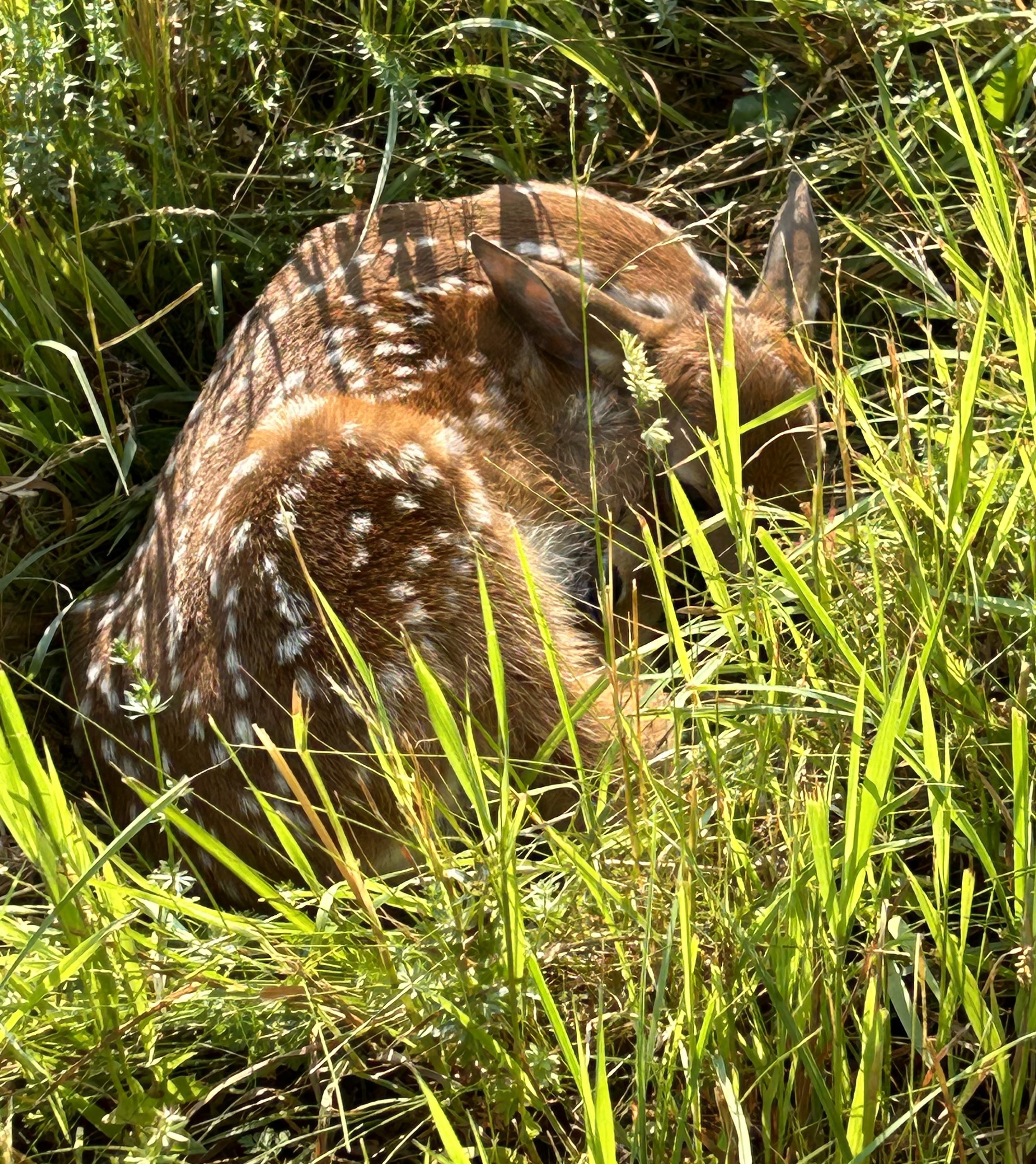fawn curled laying in grass