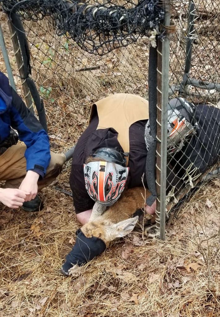 deer being restrained in clover trap