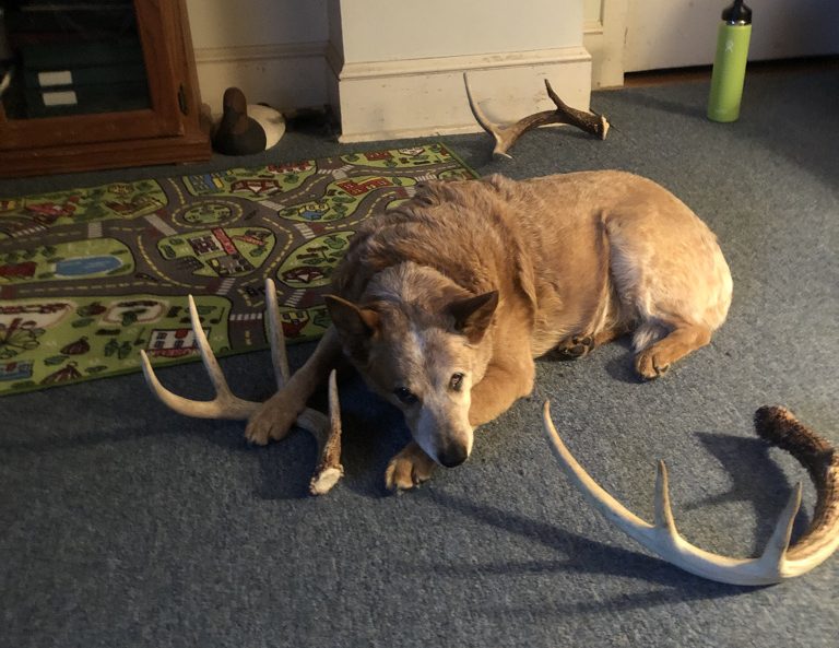 Georgia with antlers laying on floor