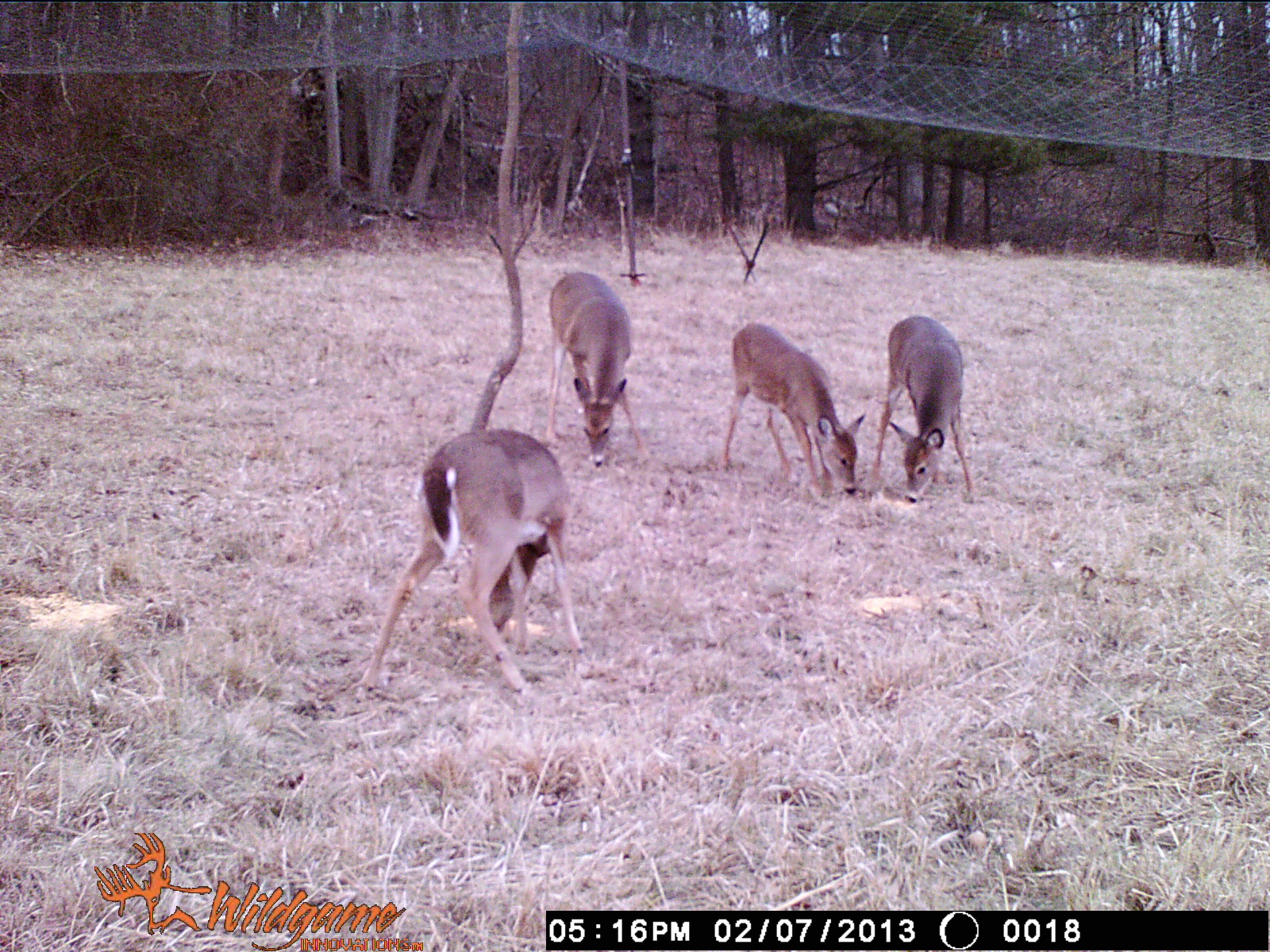 4 deer standing under a drop net