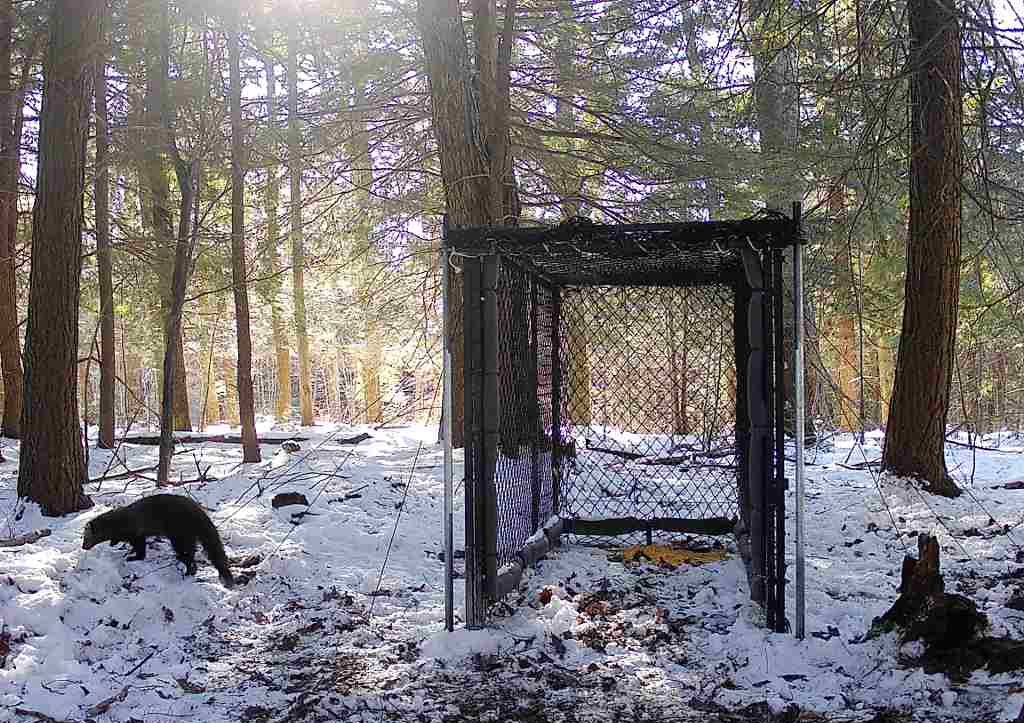 Fisher walking away from Clover trap in snow