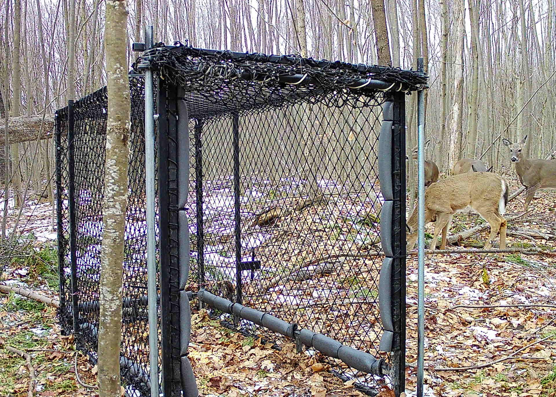 Clover trap with 4 deer standing behind it