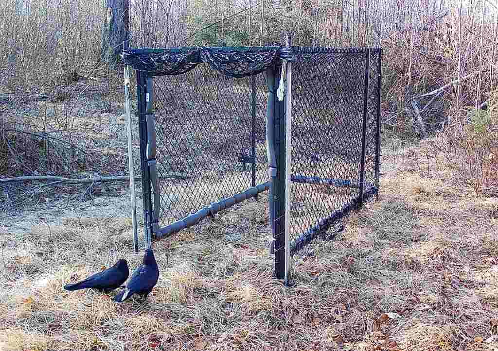 2 Crows standing at door of Clover trap