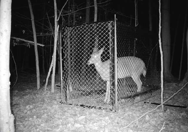 Doe in Clover trap at night