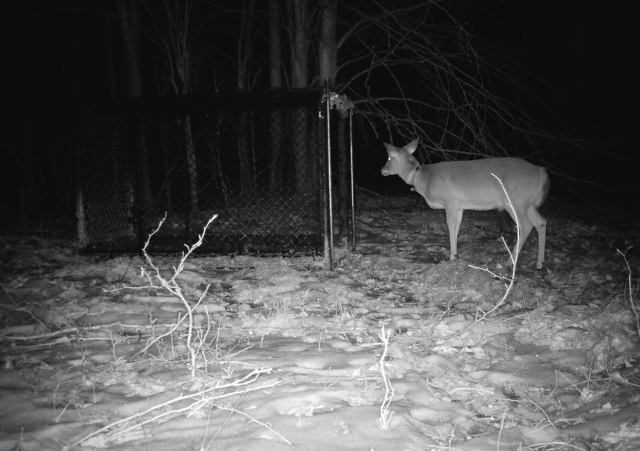 deer with VHF collar standing at door of Clover trap