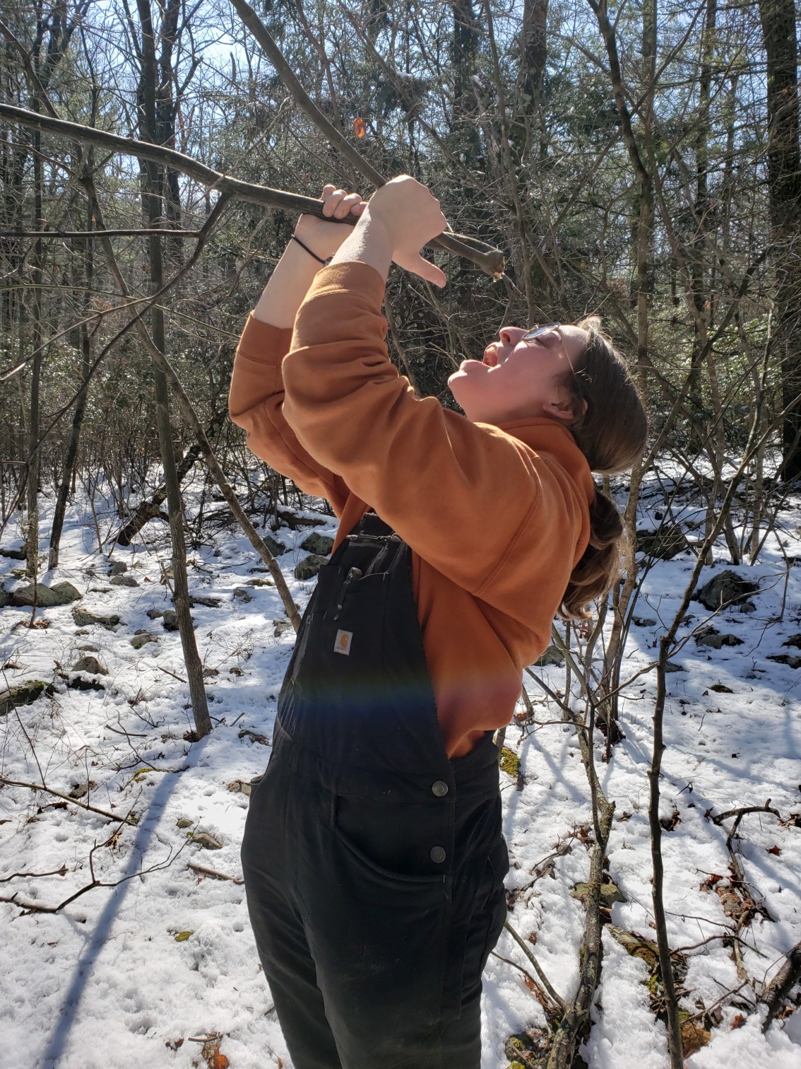 woman drinking sap from recently cut striped maplestriped maple