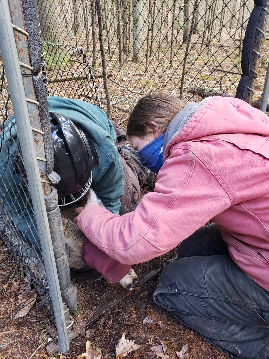 Deer in Clover trap being processed by 2 technicians