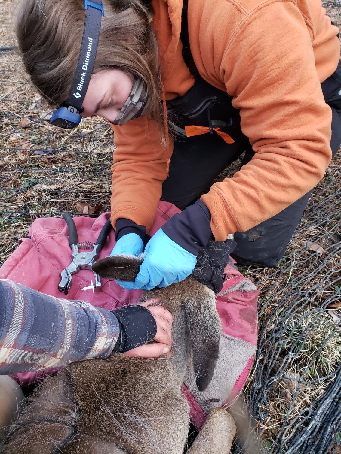 ear tagging deer