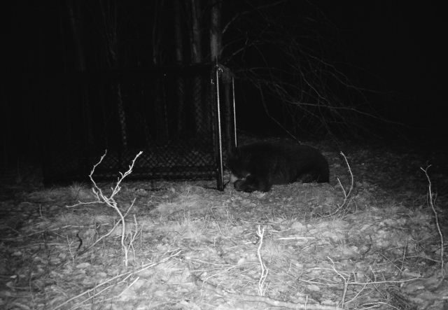 black bear laying at door of Clover trap