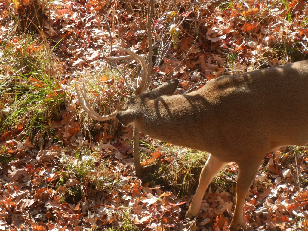 buck thinking about making a rub