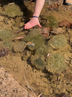Vernal pool with amphibian eggs