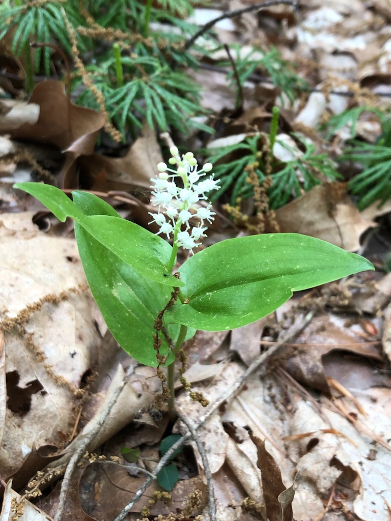 blooming canada mayflower of forest floor