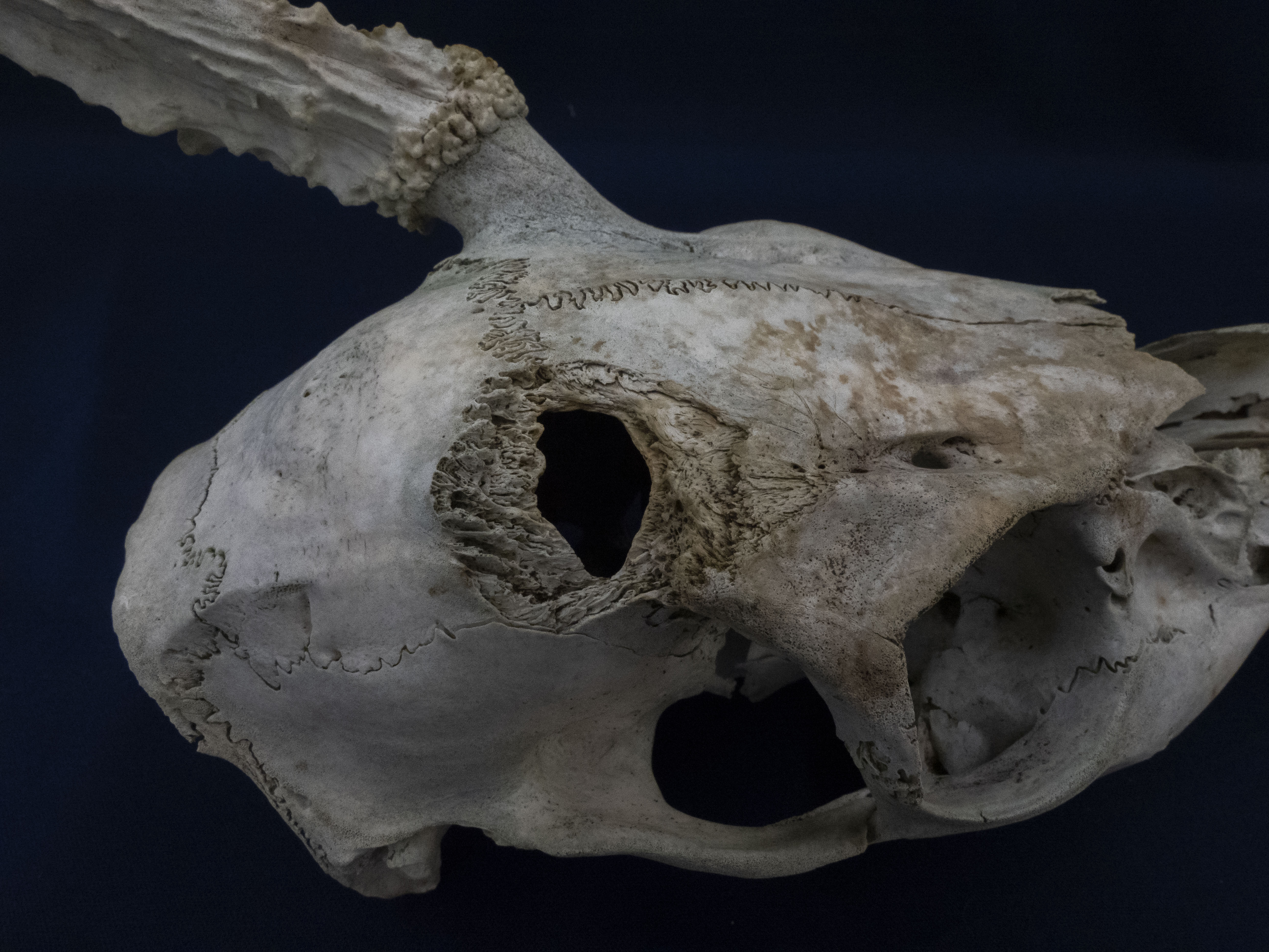 male deer skull with one antler missing