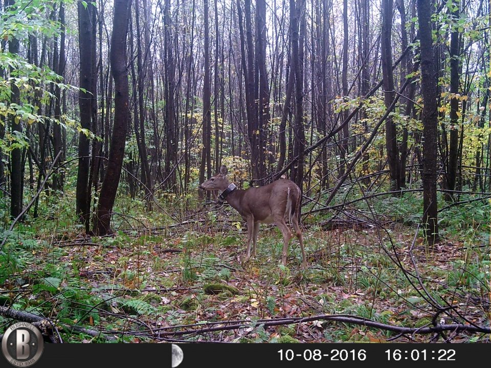 PSU Deer Study