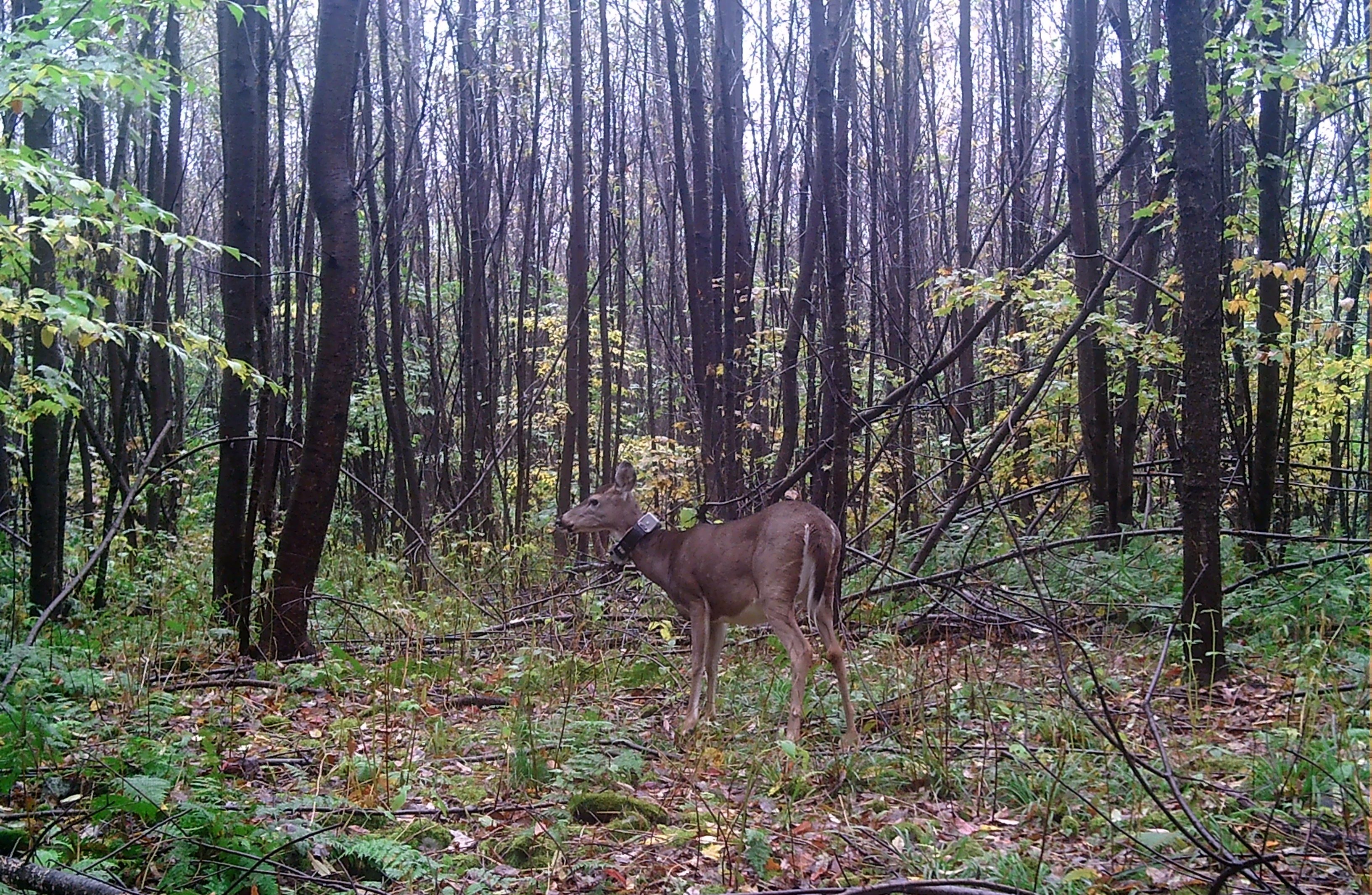 white-tailed doe with GPS collar standing in forest