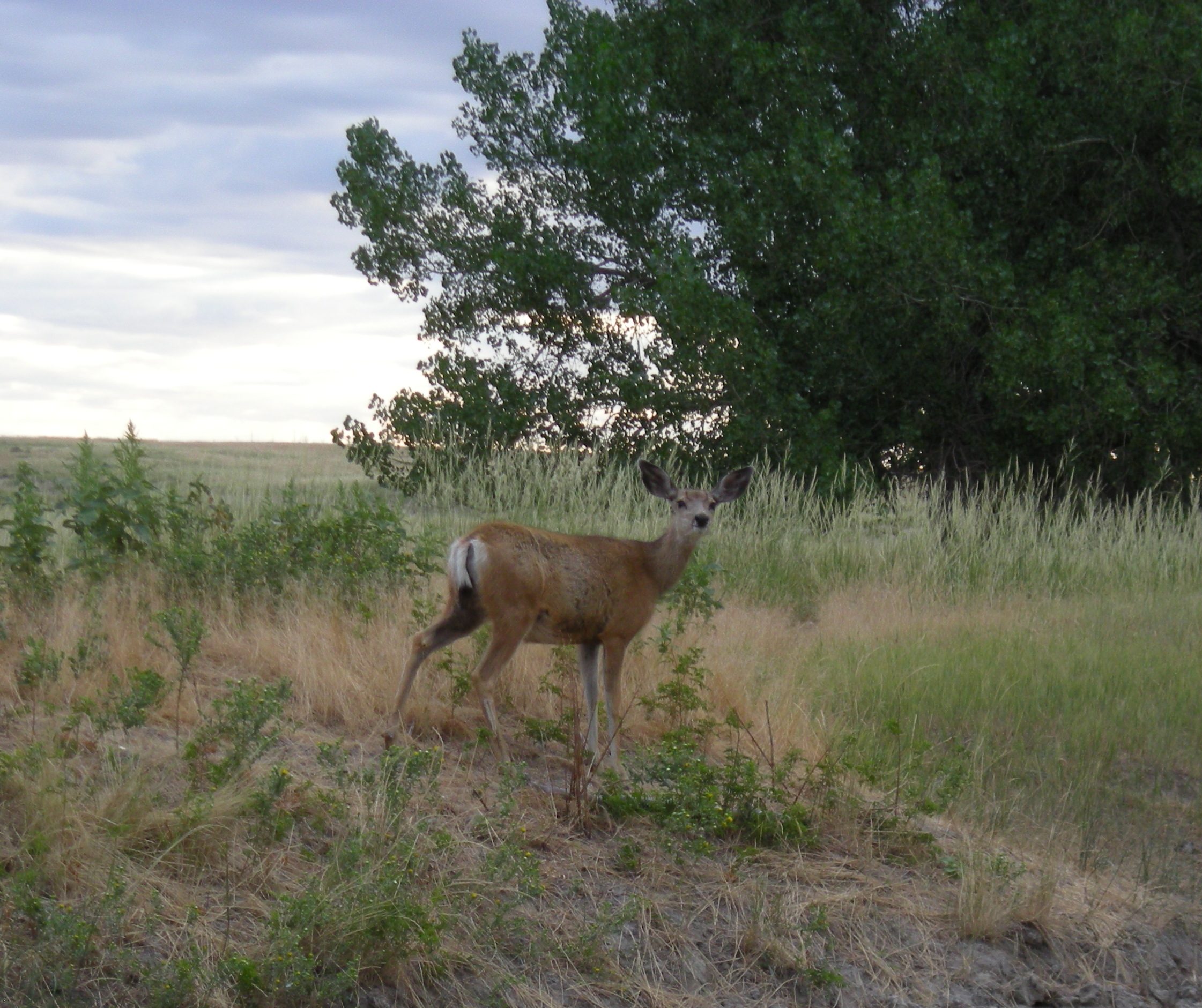 Mule deer iin grassland looking at camera