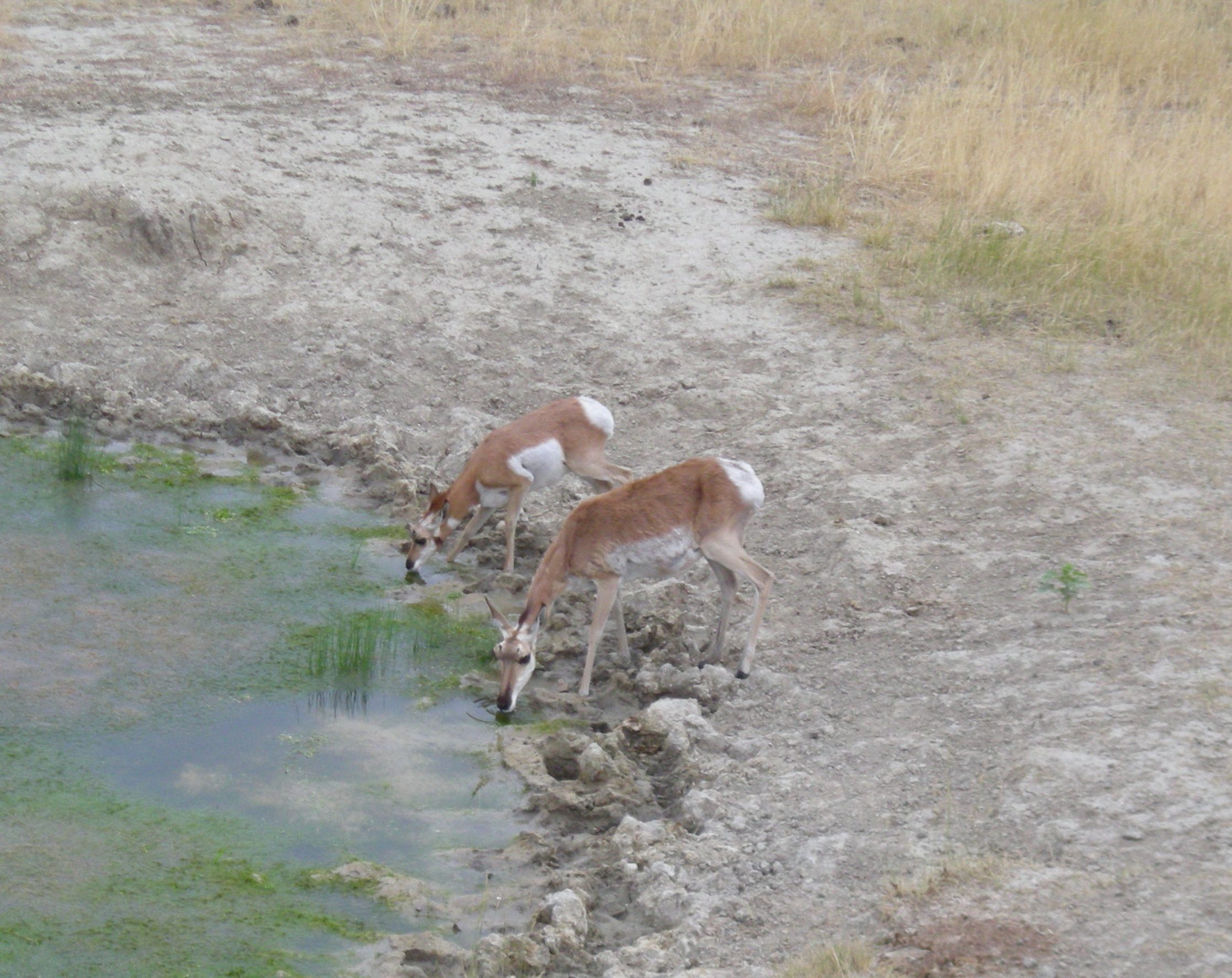 antelope doe and fawn at watering hole