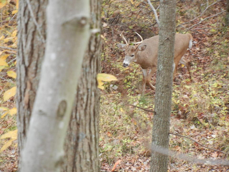 PSU Deer Study