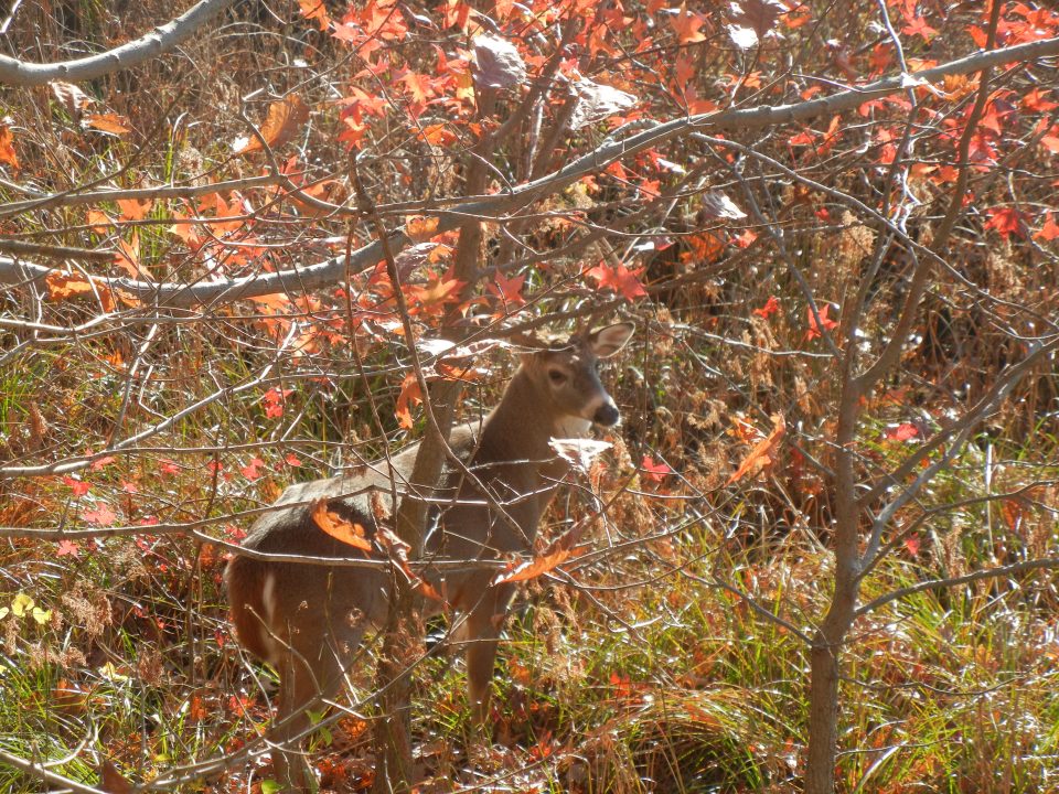 PSU Deer Study