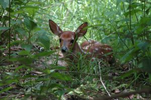 fawn in woods June