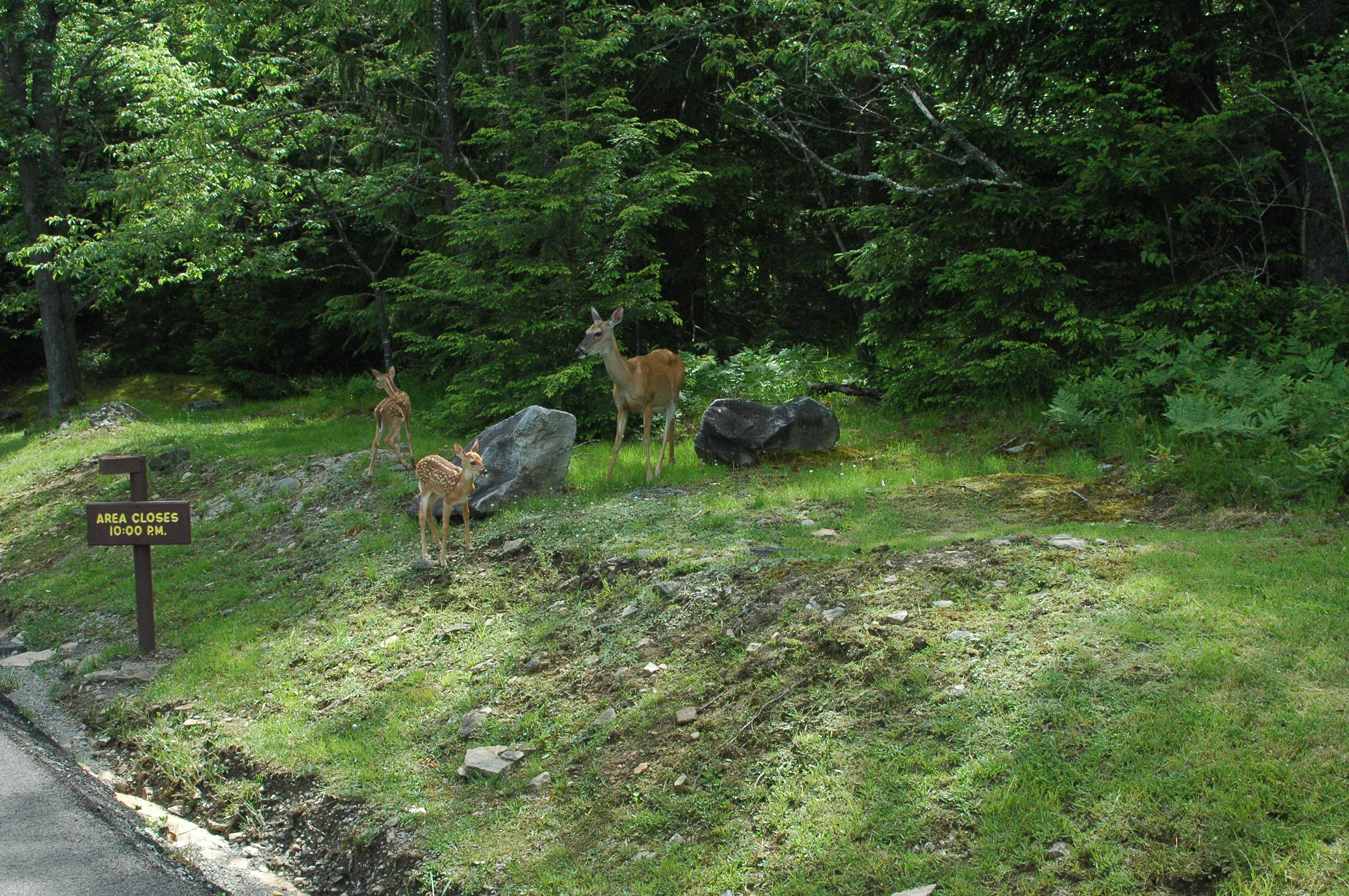 doe and fawns standing on side of road