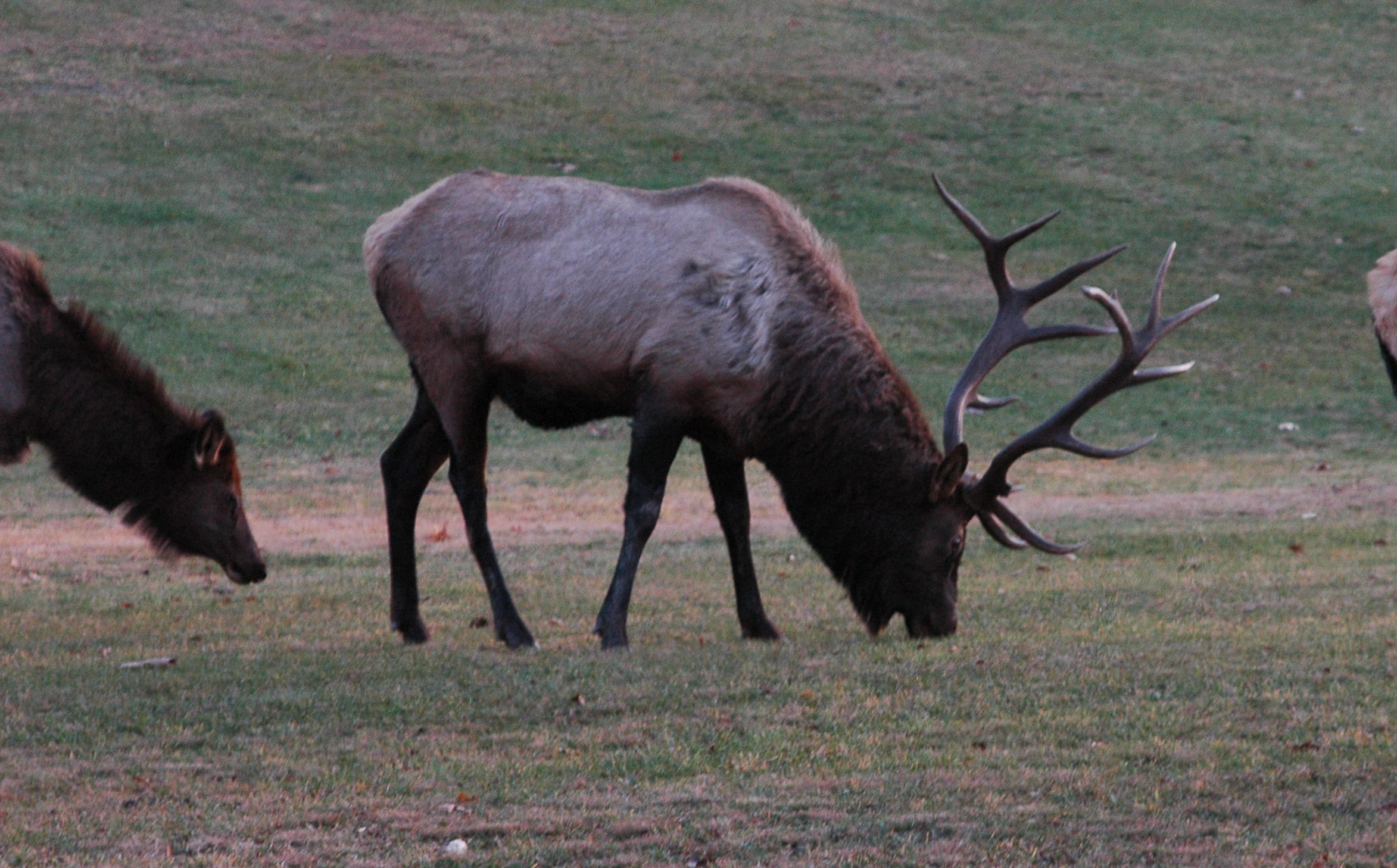 bull elk grazing with other elk in a field