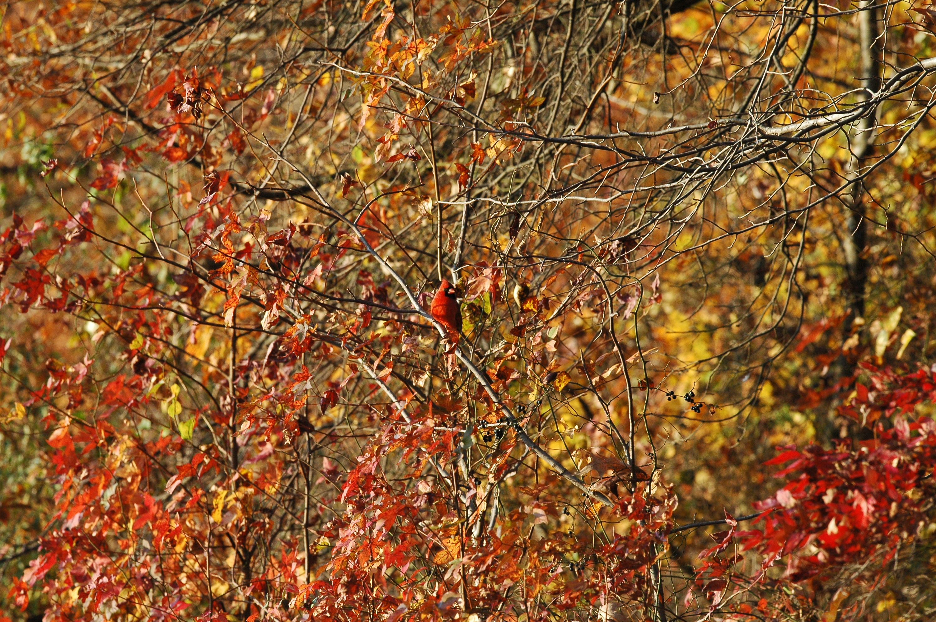 Cardinal in tree with changing leaves of red and yellow